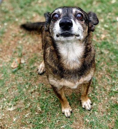 #PraCegoVer: Fotografia da cachorrinha Chapolia, ela tem as cores marron, amarelo e branco. Seus olhos são castanhos